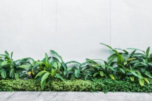 jardim